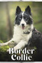 Border Collie : Dog breed overview and guide