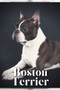 Boston Terrier : Dog breed overview and guide