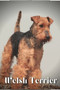 Welsh Terrier : Dog breed overview and guide