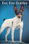 Toy Fox Terrier : Dog breed overview and guide