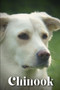 Chinook : Dog breed overview and guide