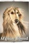 Afghan Hound : Dog breed overview and guide