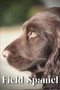 Field Spaniel : Dog breed overview and guide