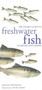 Pocket Guide to Freshwater Fish of Britain and Europe