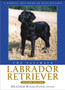 The Ultimate Labrador Retriever