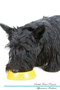 Scottish Terrier Affirmations Workbook Scottish Terrier Presents : Positive and Loving Affirmations Workbook. Includes: Mentoring Questions, Guidance, Supporting You.