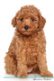 Toy Poodle Affirmations Workbook Toy Poodle Presents : Positive and Loving Affirmations Workbook. Includes: Mentoring Questions, Guidance, Supporting You.