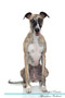 Whippet Affirmations Workbook Whippet Presents : Positive and Loving Affirmations Workbook. Includes: Mentoring Questions, Guidance, Supporting You.