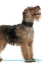 Welsh Terrier Affirmations Workbook Welsh Terrier Presents : Positive and Loving Affirmations Workbook. Includes: Mentoring Questions, Guidance, Supporting You.
