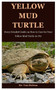 Yellow Mud Turtle : Every Detailed Guide on How to Care for Your Yellow Mud Turtle As Pet