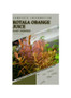 Rotala Orange Juice: From Novice to Expert. Comprehensive Aquarium Plants Guide