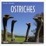 Ostriches by Volker Janssen - Hardback