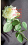 Werde ich jemals glucklich sein? by Heike Finzel - Paperback