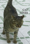Cat Lines by Alison Chisholm - Paperback