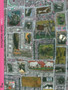 Cow by Hawthorne Susan - Paperback