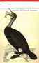 Nevermore by Andrew McNeillie - Paperback