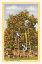 Vintage Journal Picking Oranges in Florida by Found Image Press - Paperback