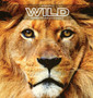 Animali WILD Ritratti Ravvicinati : Album fotografico a colori. Idea regalo per amanti degli animali e della natura. Foto libro con primi piani di animali selvatici, liberi nel proprio habitat natural by Hayden Clayderson - Hardback