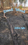 Dead Wood by Joshua Agbo - Paperback