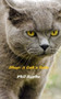 Shep : A Cat's Tale by Phil Syphe - Paperback