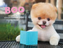 Boo : The Life of the World's Cutest Dog by J H Lee - Hardback