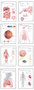 Human Anatomy Chart Pack by Scientific Publishing - Paperback