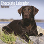 Chocolate Labrador Retriever Calendar 2019 by Avonside Publishing Ltd - Paperback