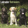Labrador Retrievers Calendar 2019 by Avonside Publishing Ltd - Paperback