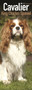 Cavalier King Charles Spaniel Slim Calendar 2019 by Avonside Publishing Ltd - Paperback