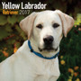 Yellow Labrador Retriever Calendar 2017 by Avonside Publishing Ltd - Paperback