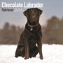Chocolate Labrador Retriever Calendar 2016 by Avonside Publishing Ltd - Paperback