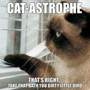 Cat-Astrophe by Willow Creek Press - Hardback