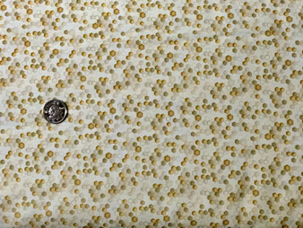 14973, Enchanted Spring