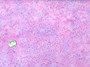 Hoffman Batik, petal