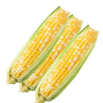 Fresh Corn on Cob 3ct | Wilson Inmate Package Program