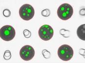 X-ray voids in bgas