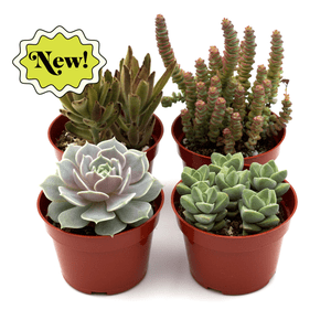 Assorted Succulent Variety-4 Pack D245-4_SUCC_ASSORTEDVARIETY_4PK
