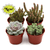 Assorted Succulent Variety-4 Pack D245-4_SUCC_ASSORTEDVARIETY_4PK Assorted Succulent Variety-4 Pack D245-4_SUCC_ASSORTEDVARIETY_4PK