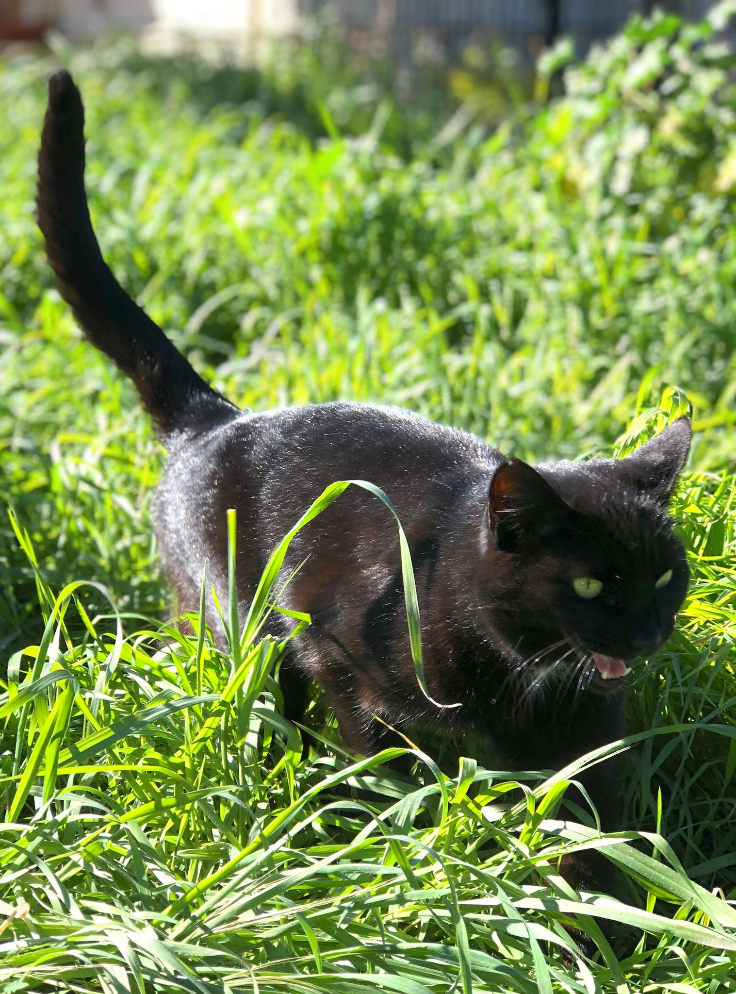 Happy National Black Cat Day! [October 27th] Punky Jane Jewelry