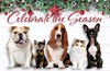 Qty 300 5.5x8.5 holiday postcards, 250 mailed, the rest delivered to Lakeland Animal Clinic Qty 300 5.5x8.5 holiday postcards, 250 mailed, the rest delivered to Lakeland Animal Clinic