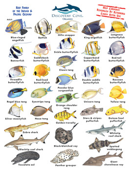 Discover Cove Dive Card, full color two sides on 20pt plastic with rounded corners and a hole, quantity 1000 Discover Cove Dive Card, full color two sides on 20pt plastic with rounded corners and a hole, quantity 1000