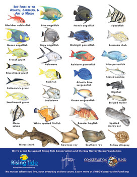 Discover Cove Dive Card, full color two sides on 20pt plastic with rounded corners and a hole, quantity 1000 Discover Cove Dive Card, full color two sides on 20pt plastic with rounded corners and a hole, quantity 1000