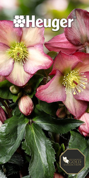 Eight sheets of single sided coroplast and one 8' x 8' double-sided, pillowcase tension stand print only, same art both sides, no hardware, ship