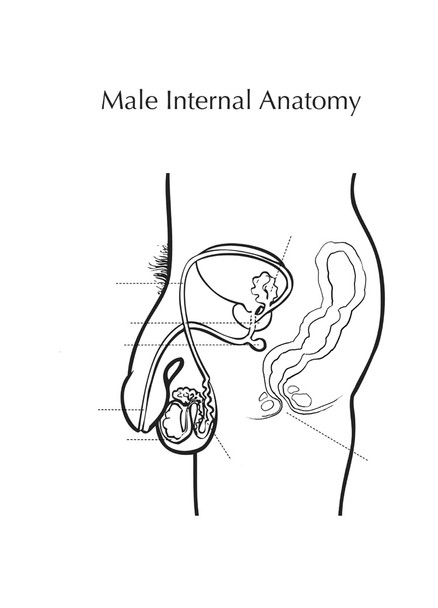 Male Internal Anatomy poster