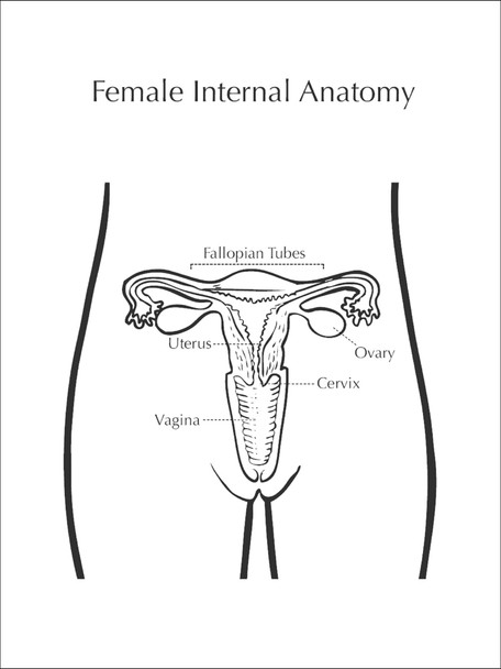 Female Internal Anatomy Poster