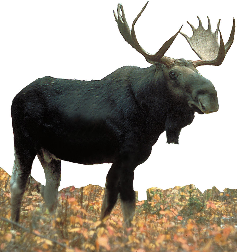 moose-for-projectb2.jpg