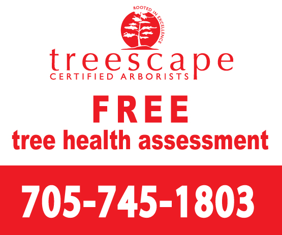 treescape-polybag-sign-24wx20t.jpg