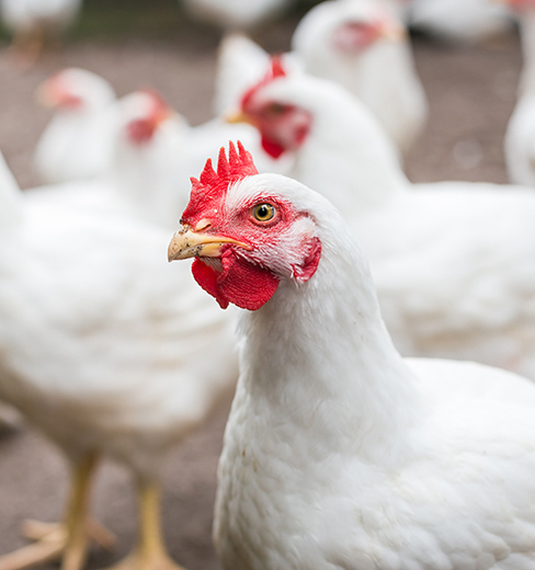 Category: Poultry Handling