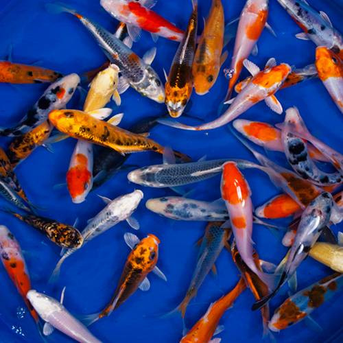 Standard Grade Koi 3-4 inches - 30 Fish