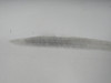 6225130-4 Cessna Citation III 650 Outboard Flap Assembly RH